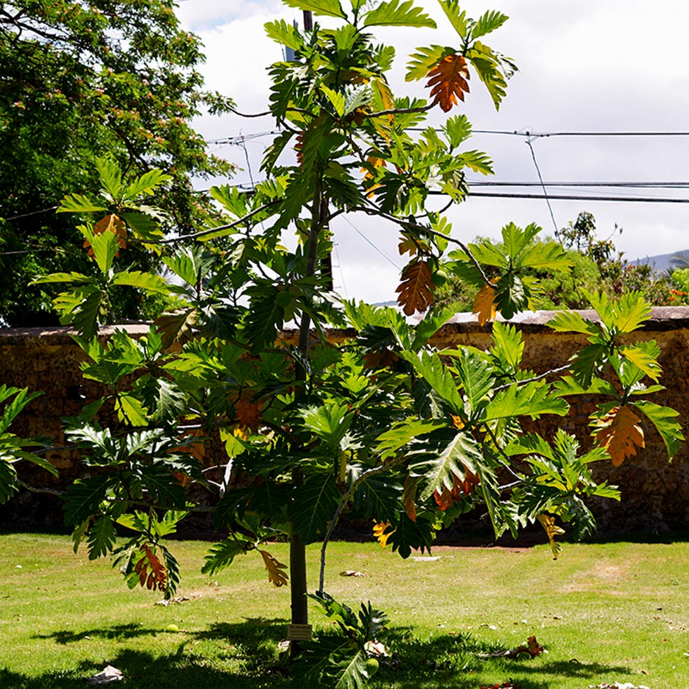 image of interior of Baldwin Home in Lahaina.